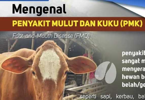 Johorejo Penyakit Mulut Dan Kuku Pada Sapi